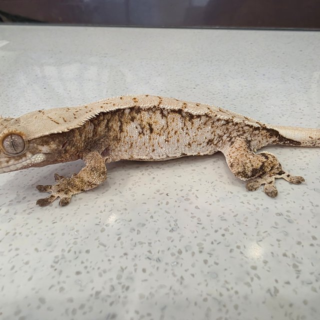 노멀 트라이 드리피 화이트스팟