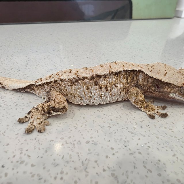 노멀 트라이 드리피 화이트스팟