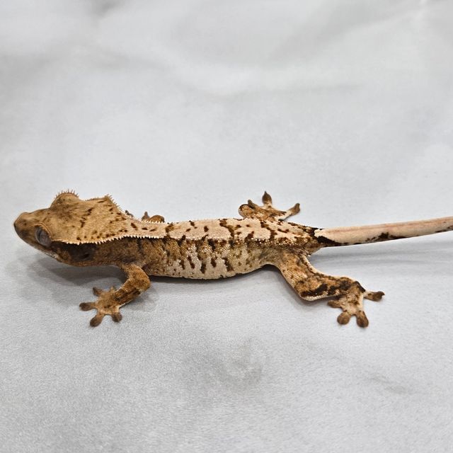 트라이