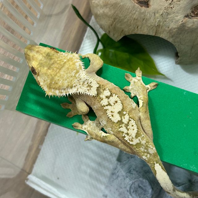 크림 크림시클