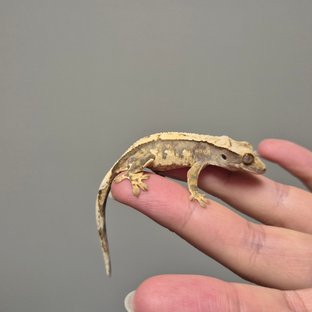 노멀 트라이 화이트스팟 바브