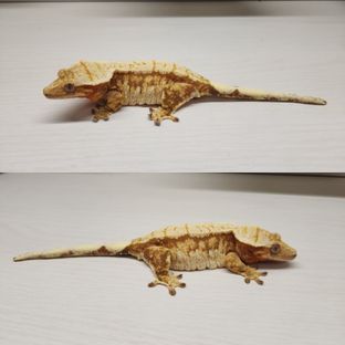 초장