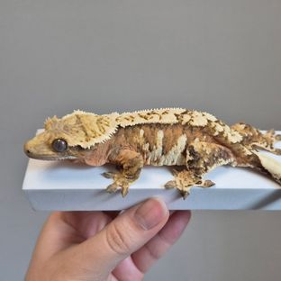 주황