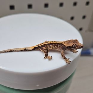 노마루