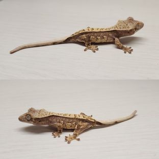 마카오