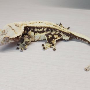 쿠키
