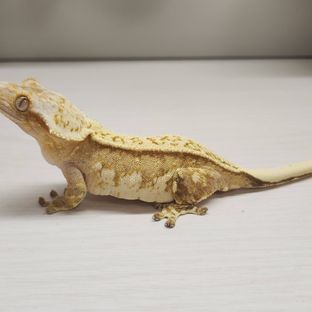 크림