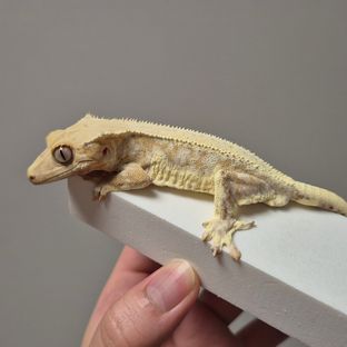 크림시클 크림 옐로우 릴리화이트