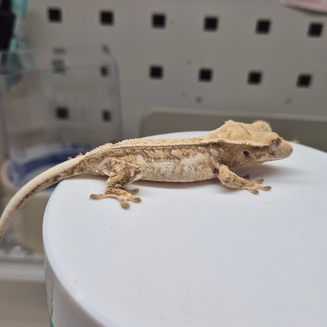 노멀 트라이 쿼드 드리피 텐저린 화이트