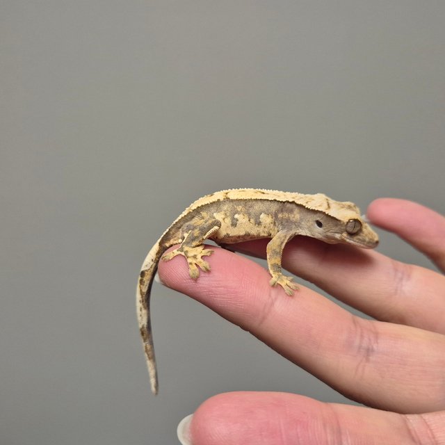 노멀 트라이 화이트스팟 바브