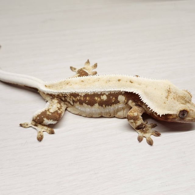 릴리화이트 레드 풀핀