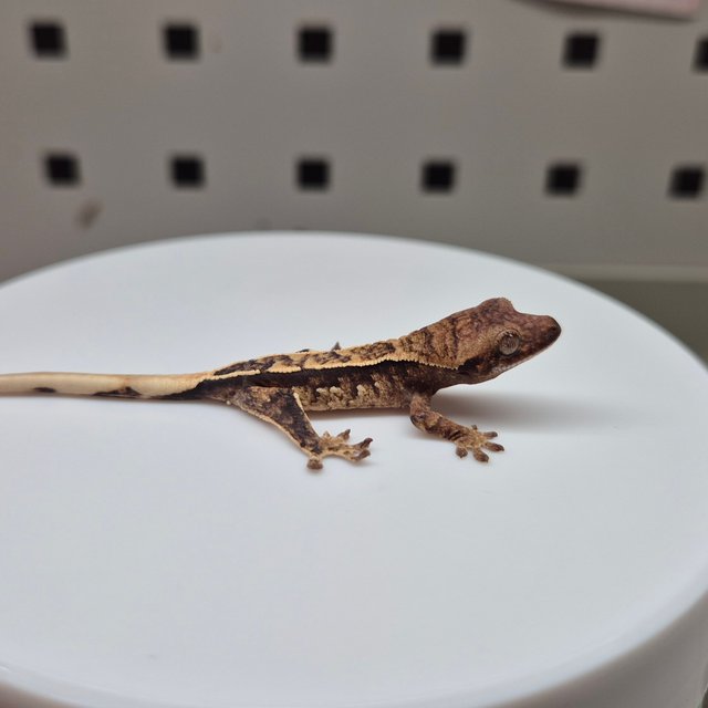 노멀 트라이 화이트스팟 핀스트라이프 텐저린 익스트림할리퀸