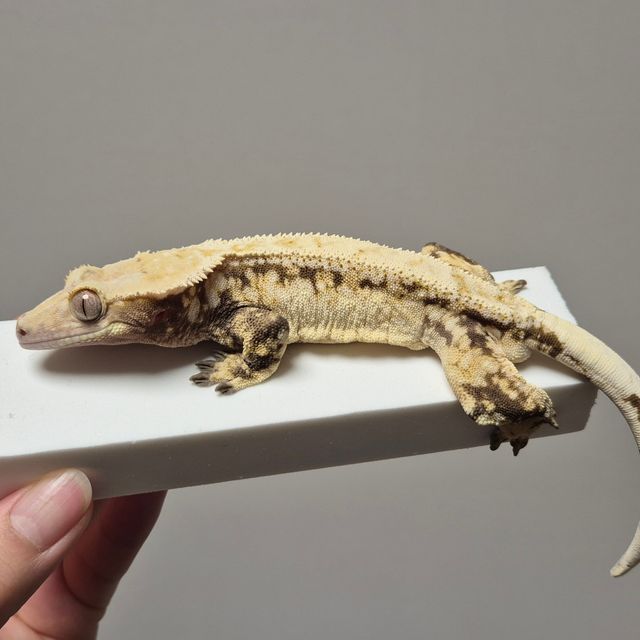 노멀 트라이 드리피 핀스트라이프