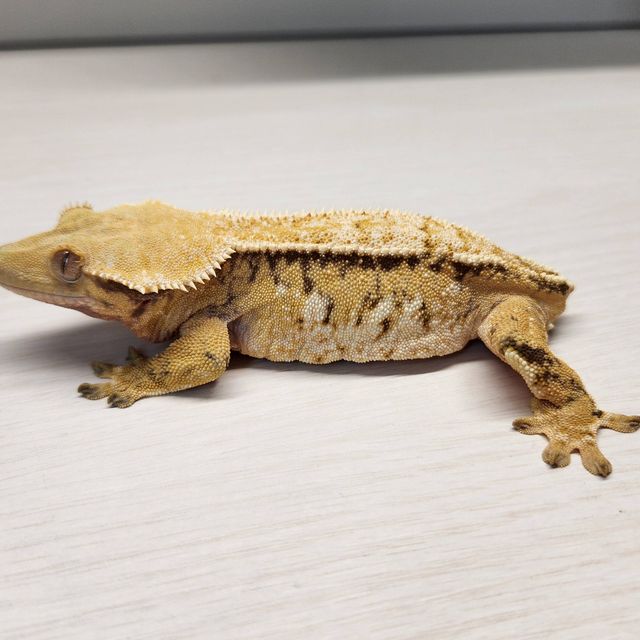 노멀 트라이 텐저린 핀스트라이프 익스트림할리퀸 바브