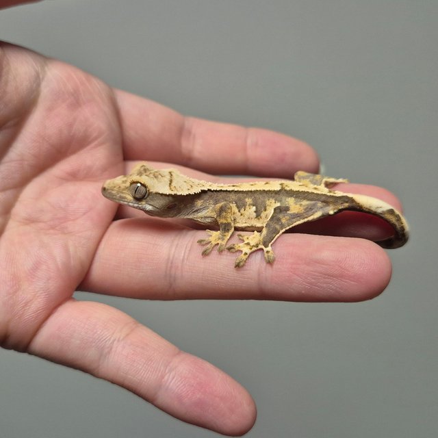 노멀 트라이 화이트스팟 바브