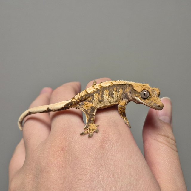 노멀 트라이 화이트스팟 익스트림할리퀸 텐저린