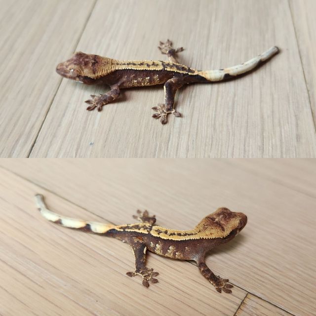 노멀 쿼드 핀스트라이프 레드