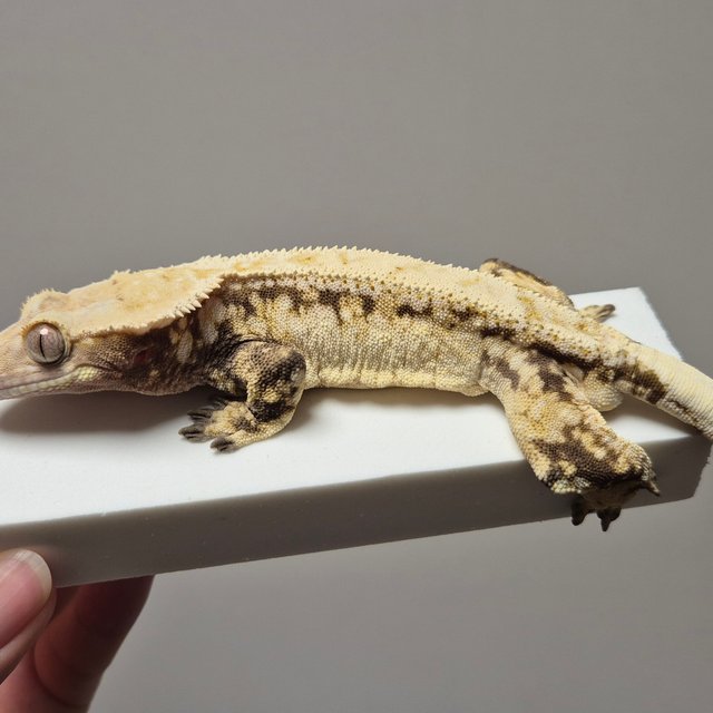 노멀 트라이 드리피 쿼드