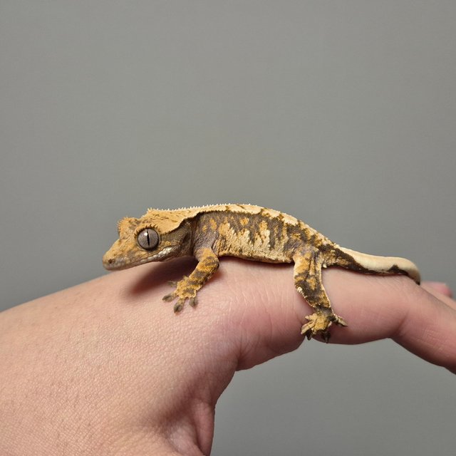 노멀 트라이 화이트스팟 익스트림할리퀸 텐저린