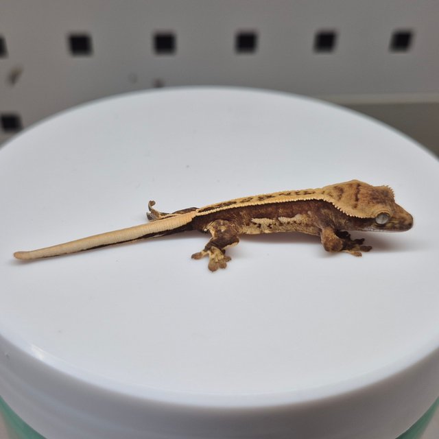 노멀 트라이 풀핀 쿼드 텐저린