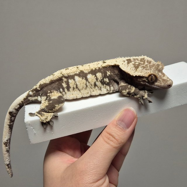 노멀 블랙 화이트 익스트림할리퀸 드리피