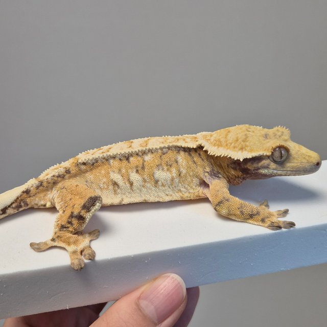 노멀 트라이 드리피 텐저린 화이트크라운