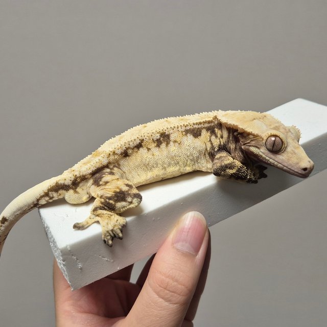 노멀 트라이 드리피 쿼드