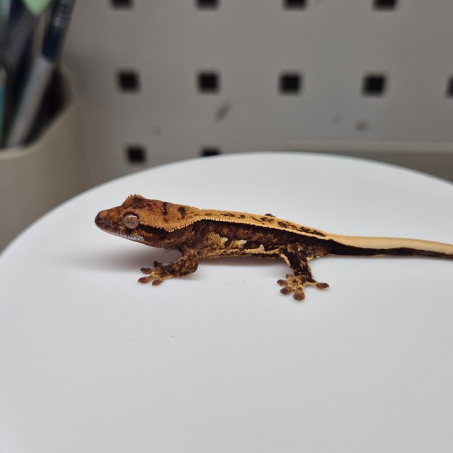 노멀 트라이 풀핀 쿼드 텐저린