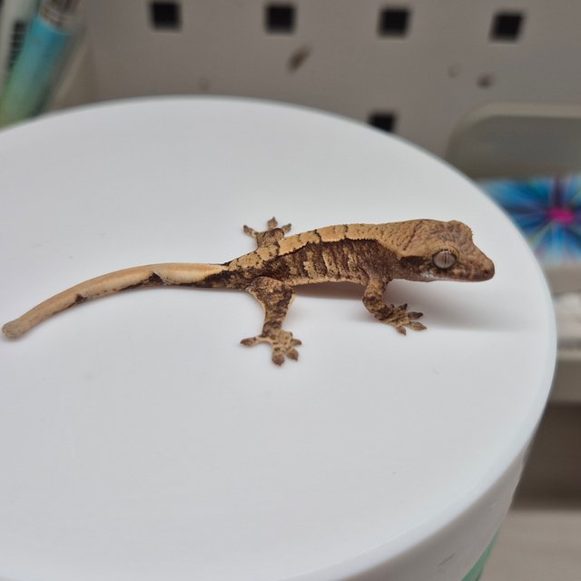 노멀 트라이 텐저린 익스트림할리퀸