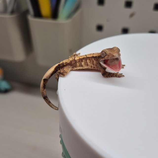 노멀 트라이 텐저린 익스트림할리퀸