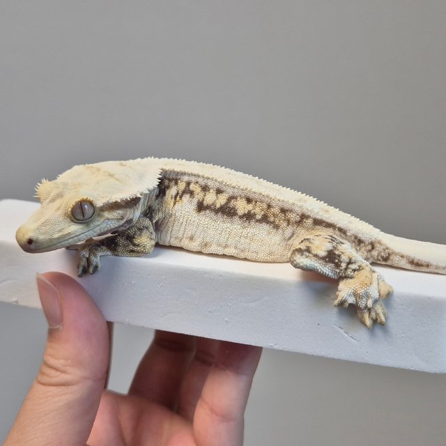 노멀 트라이 드리피 풀핀 쿼드 젠젝스