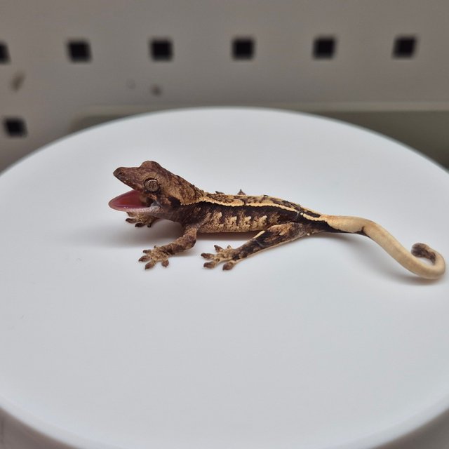 노멀 트라이 화이트스팟 핀스트라이프 텐저린 익스트림할리퀸