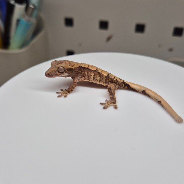 노멀 트라이 텐저린 익스트림할리퀸