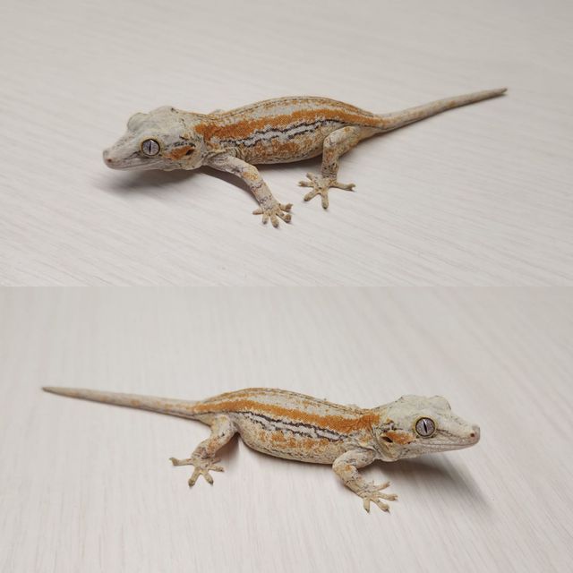 스트라이프 오렌지