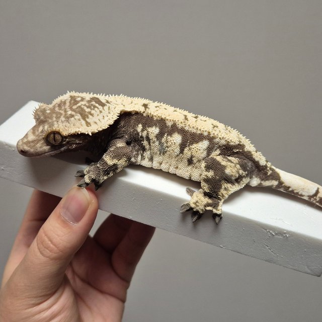 노멀 블랙 화이트 익스트림할리퀸 드리피