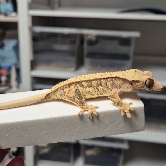 노멀 트라이 쿼드 풀핀 핀스트라이프