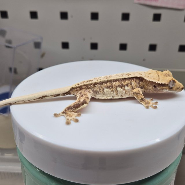 노멀 트라이 드리피 쿼드 텐저린 화이트