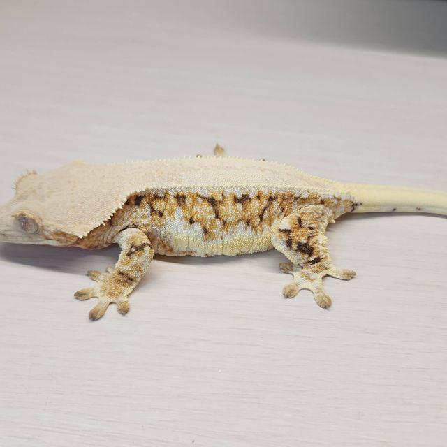 릴리화이트 트라이 풀핀 드리피