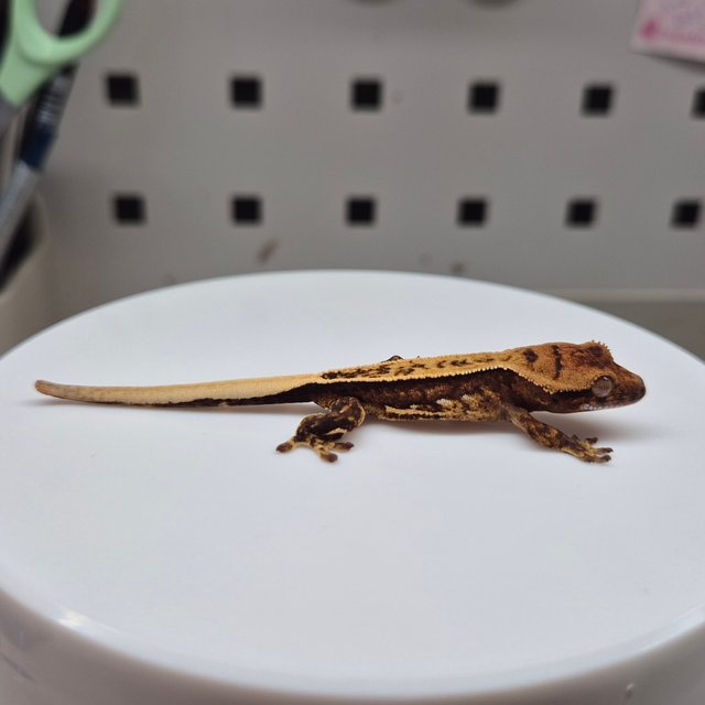 노멀 트라이 풀핀 쿼드 텐저린