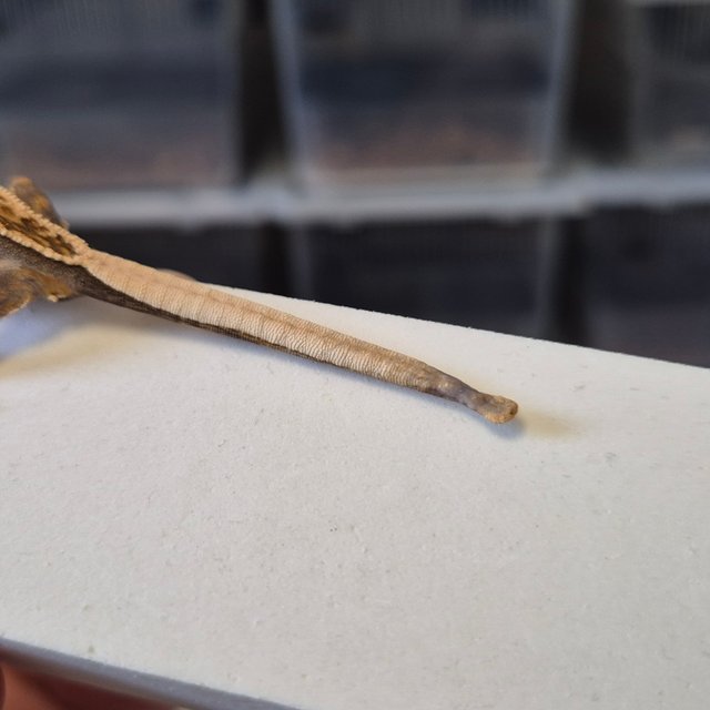 노멀 트라이 풀핀 쿼드 텐저린