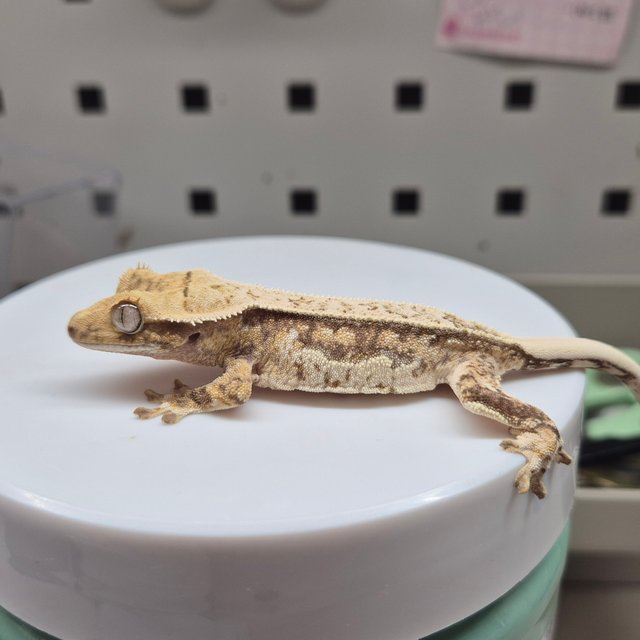 노멀 트라이 드리피 쿼드 텐저린 화이트