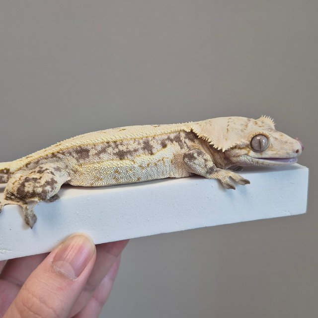 노멀 풀핀 드리피 쿼드 핀스트라이프 화이트