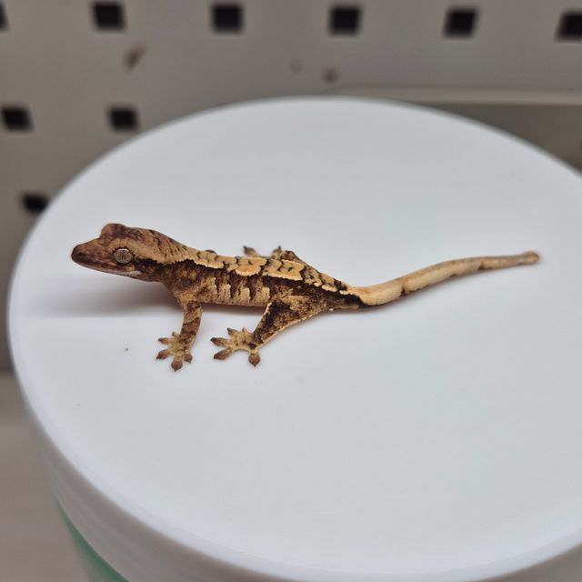 노멀 트라이 익스트림할리퀸 화이트스팟 바브 티키스