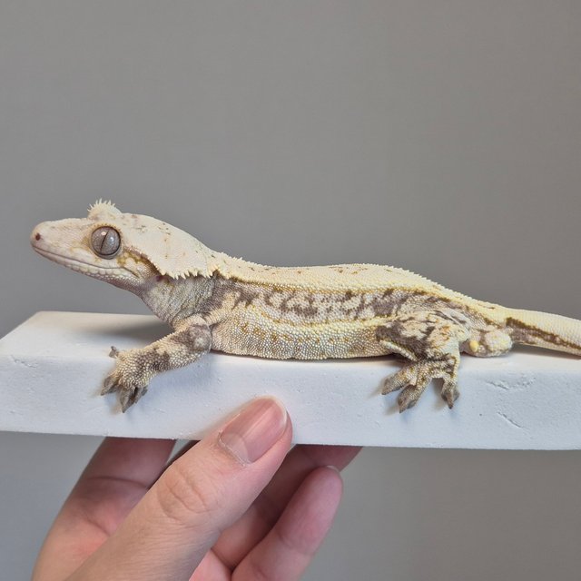 노멀 풀핀 드리피 쿼드 핀스트라이프 화이트