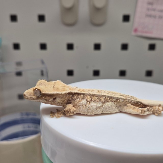 노멀 트라이 쿼드 드리피 텐저린 화이트