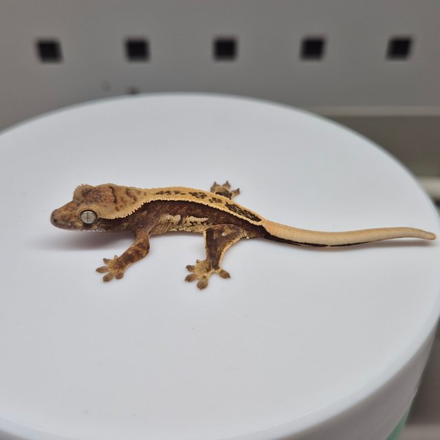 노멀 트라이 풀핀 쿼드 텐저린