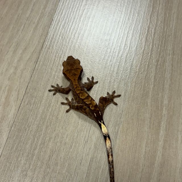 카푸치노