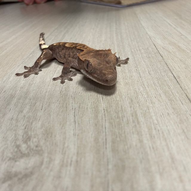 카푸치노