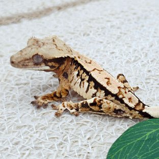 Tri Extreme Harlequin