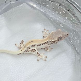 릴리 세이블